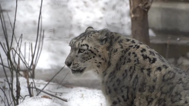 Big wild predatory cat irbis, snow leopard