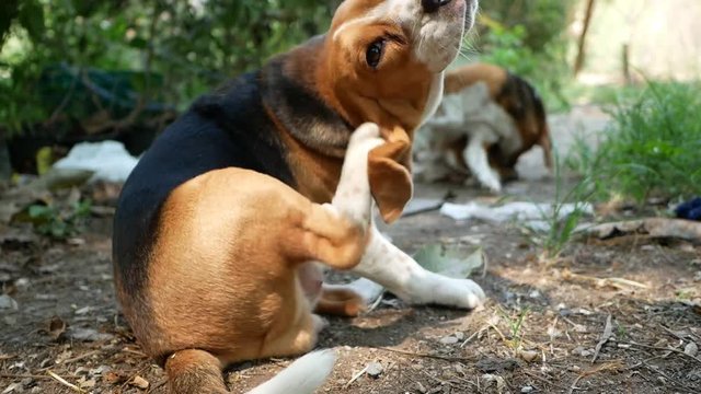 Beagle dog scratching body outdoor in the garden.