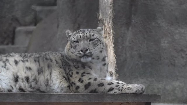 Big wild predatory cat irbis, snow leopard