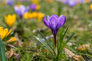 Pierwsze wiosenne krokusy jako symbol wiosny