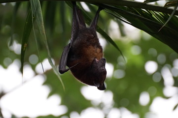 hängende Fledermaus