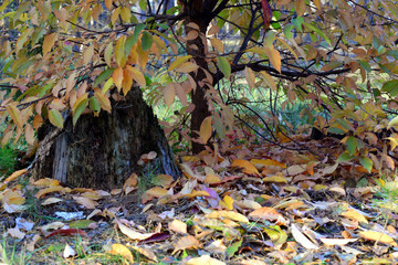The sun's rays make their way through the trees in the autumn forest