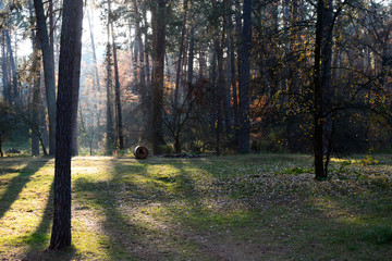 The sun's rays make their way through the trees in the autumn forest, the stray dog ​​found its home in the forest. And next to a place for a picnic.