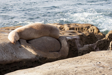 Seal Lion Sleeping on a Rock