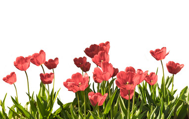Red tulips with green sheet