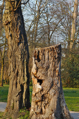 Sciete stare drzewo w parku