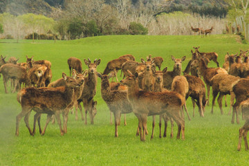Naklejka na ściany i meble deer farm, herd of deer on green field in New Zealand