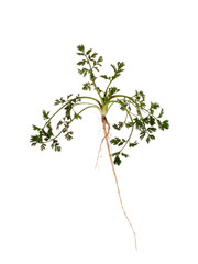 Wild carrot, Daucus carota, garden weed. Whole plant with long root isolated on white. Horticulture problem, though later has beautiful flowers.