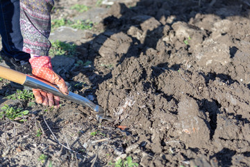 Gardening preparing soil by digging over with a garden spade