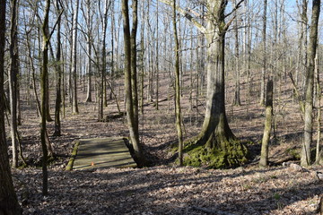 Bridge on the Baker Trail in Trace State Park, Mississippi