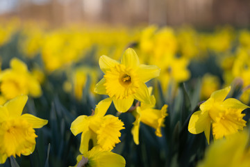 Obraz premium Yellow Daffodil