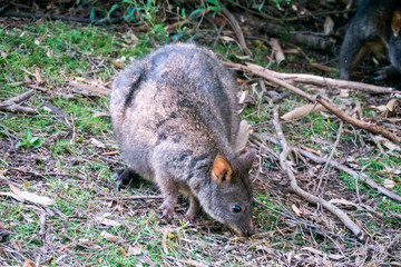 Tasmanian Pademelon - Filander