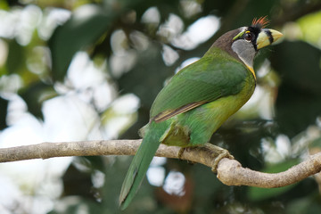 The fire-tufted barbet is a species of bird in the Asian barbet family Megalaimidae. It was once placed in the same family as the toucan before being moved to the Asian barbets.