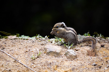 Siberian Chipmunk