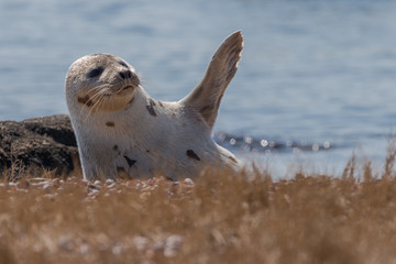 Seal resting in spring sunshine on coastal beach in New England and raising its flipper so that it...