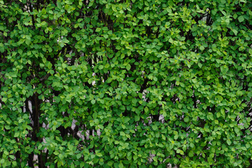 Fototapeta na wymiar Green, plant, nature, leaf, leaves, texture, garden, wall