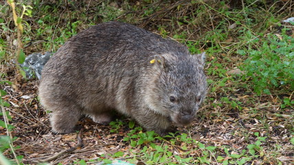 Wombat cambriolant une tente