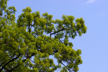 Tree, sky, nature, forest, green, autumn, blue, trees