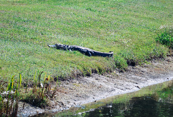 Alligator is taking sun bath	