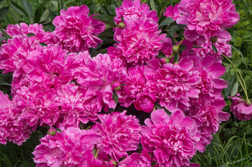 Fototapeta premium Peonies, flower, pink, nature, garden, flowers, plant, spring, purple
