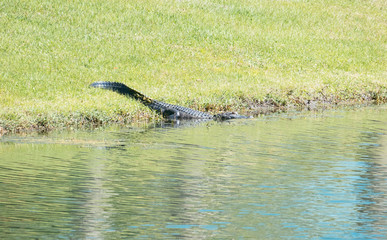Obraz premium Alligator is taking sun bath