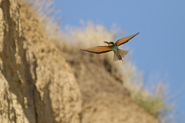 dragonfly on branch