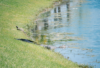 Alligator is taking sun bath