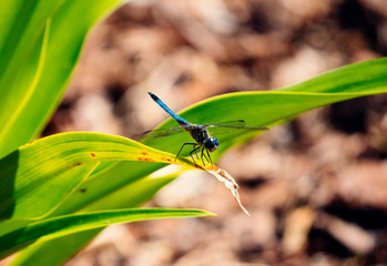 Dragonfly is resting on green leaf