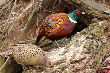 pheasant in the field