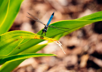 Dragonfly is resting on green leaf