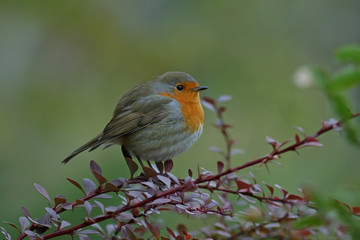 robin on a branch