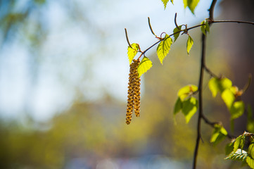 Earrings of birch inflorescence