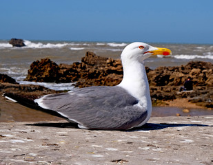 Appledore Gullon the shores of the Atlantic Ocean