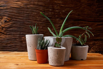 Succulents, aloe and crassulain in diy concrete pot. Only planted in pots. On wooden background. the concept of home