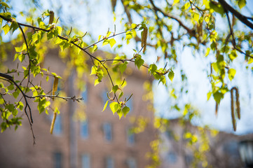 Earrings of birch inflorescence