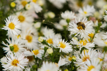 Obraz premium the bee sits on the Matricaria collects nectar