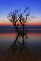 Lonely tree in a lake, sunset