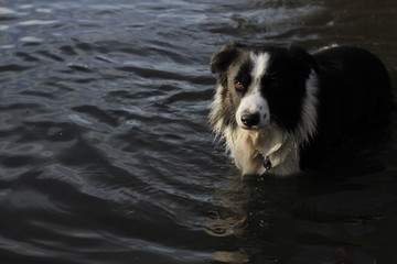 Perro en agua