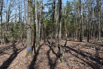 Nester Trail in Trace State Park, Mississippi