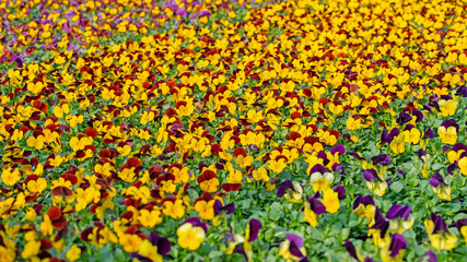 Hornveilchen, Viola cornuta, im Treibhaus