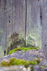 Close-up natural still life in the spring forest with different types of moss, plants and insects on the surface of the tree as a background. Texture.
