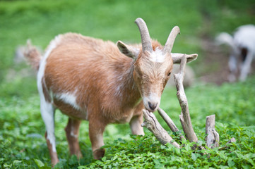 Portrait of young male pygmy goat