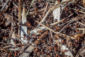 funny group of ants top view of the working day of their lives and relationships in the team on a bright sunny day. wallpaper and texture