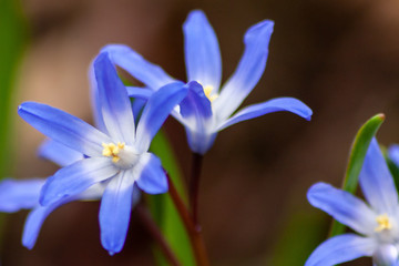 Bezaubernde blaue Bl&uuml;tenkelche hei&szlig;en den Fr&uuml;hling willkommen