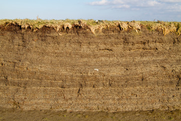 Tidal marsh soil profile in the cutbank of a creek, the result of accretion and erosion, layers of clay with small fragments of shells