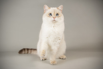 Scottish straight shorthair cat on colored backgrounds