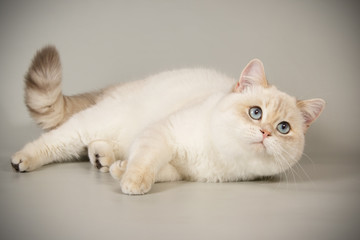 Scottish straight shorthair cat on colored backgrounds
