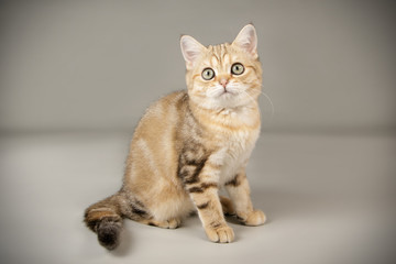 Scottish straight shorthair cat on colored backgrounds