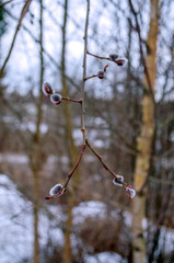 sprig of willow in March