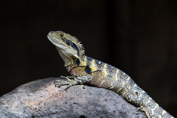 Eastern water dragon (Intellagama lesueurii)